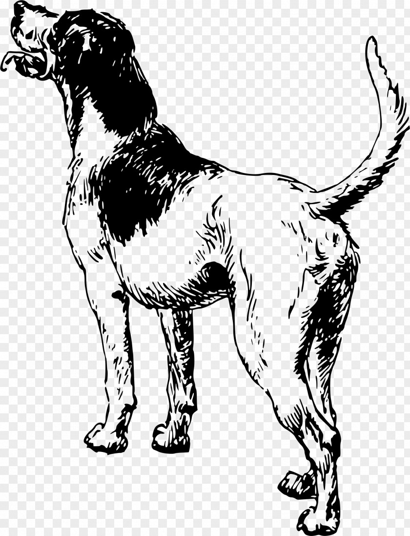 Dog Breed Sporting Group Spaniel Clip Art PNG