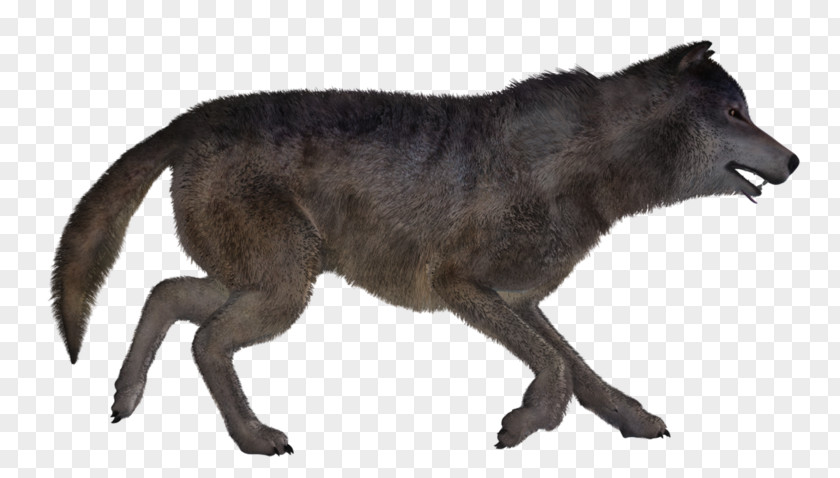 Gray Wolf Coyote Fur Snout Wildlife PNG