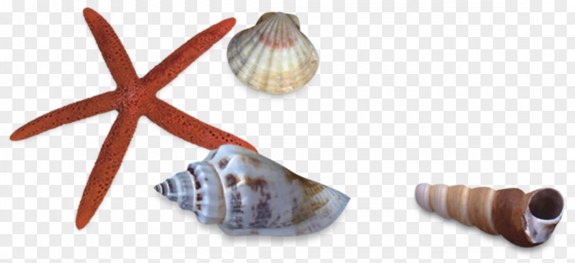 Shells And Starfish Seashell Sea Snail PNG