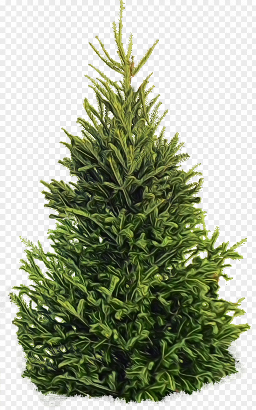 Shortleaf Black Spruce Columbian Balsam Fir Colorado White Pine PNG