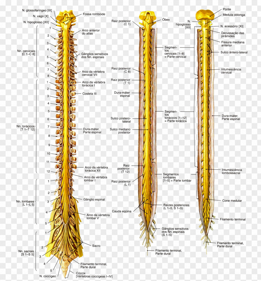 Anatomy Spinal Cord Nervous System Medulla Oblongata Nerve PNG