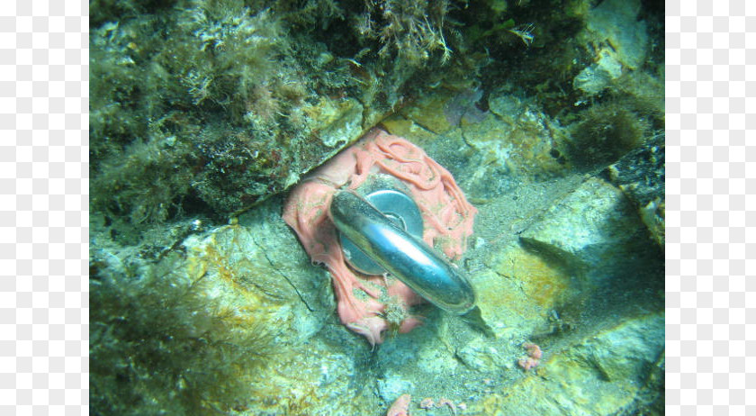 Anchor Sub Sea Services Lavori Subacquei Anchorage Manta Ray Coral Reef Fish PNG