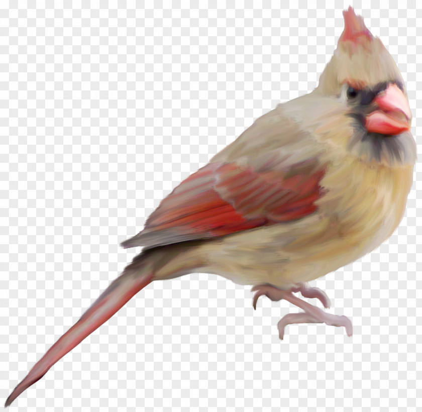 Birds Bird Clip Art PNG