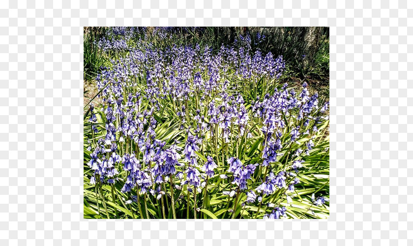 Bluebells English Lavender Hyacinth PNG
