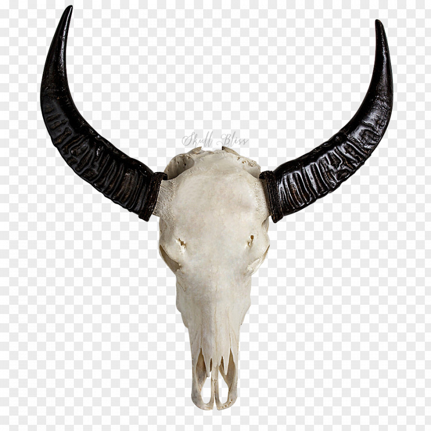 Buffalo Skull Horn Bone Cattle Carving PNG
