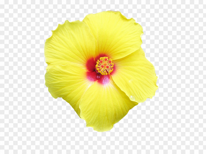 Daffodil Rosemallows PNG