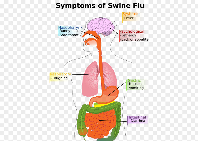 Digestive System Diseases Swine Influenza A Virus Subtype H1N1 Pig Symptom PNG