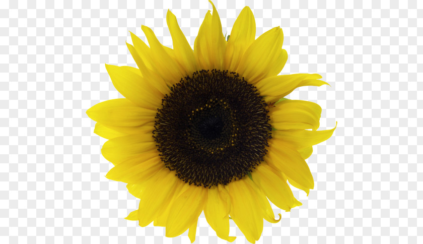 Flower Common Sunflower Vase With Fifteen Sunflowers Clip Art PNG