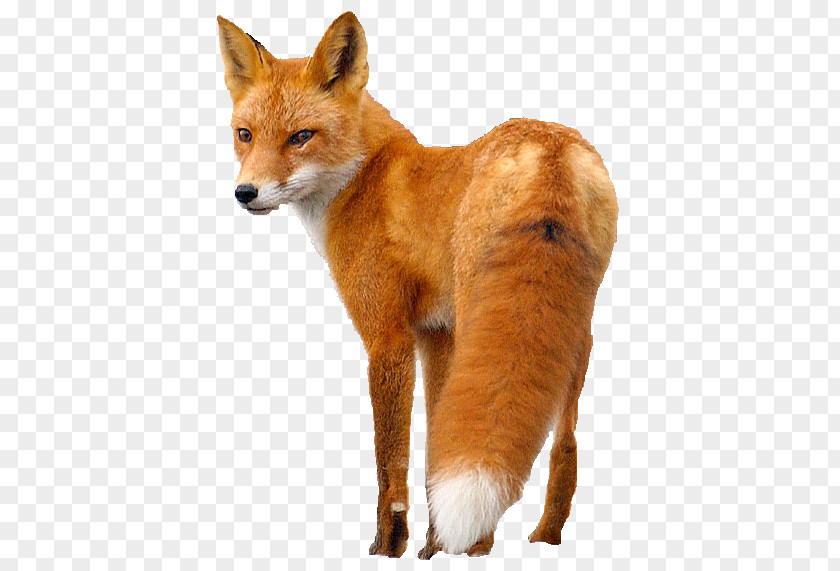 Fox PNG clipart PNG