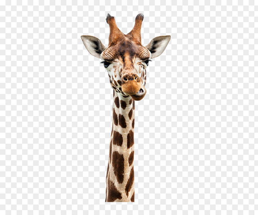 Funny Giraffe Speech-language Pathology PNG