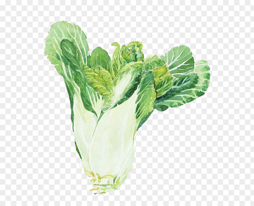 Hand-painted Chinese Cabbage Watercolor Painting Napa PNG