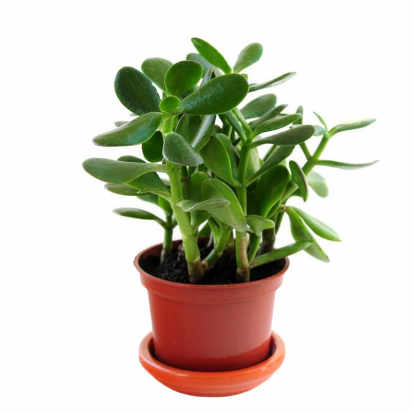 Succulent Jade Plant Kalanchoe Blossfeldiana PNG