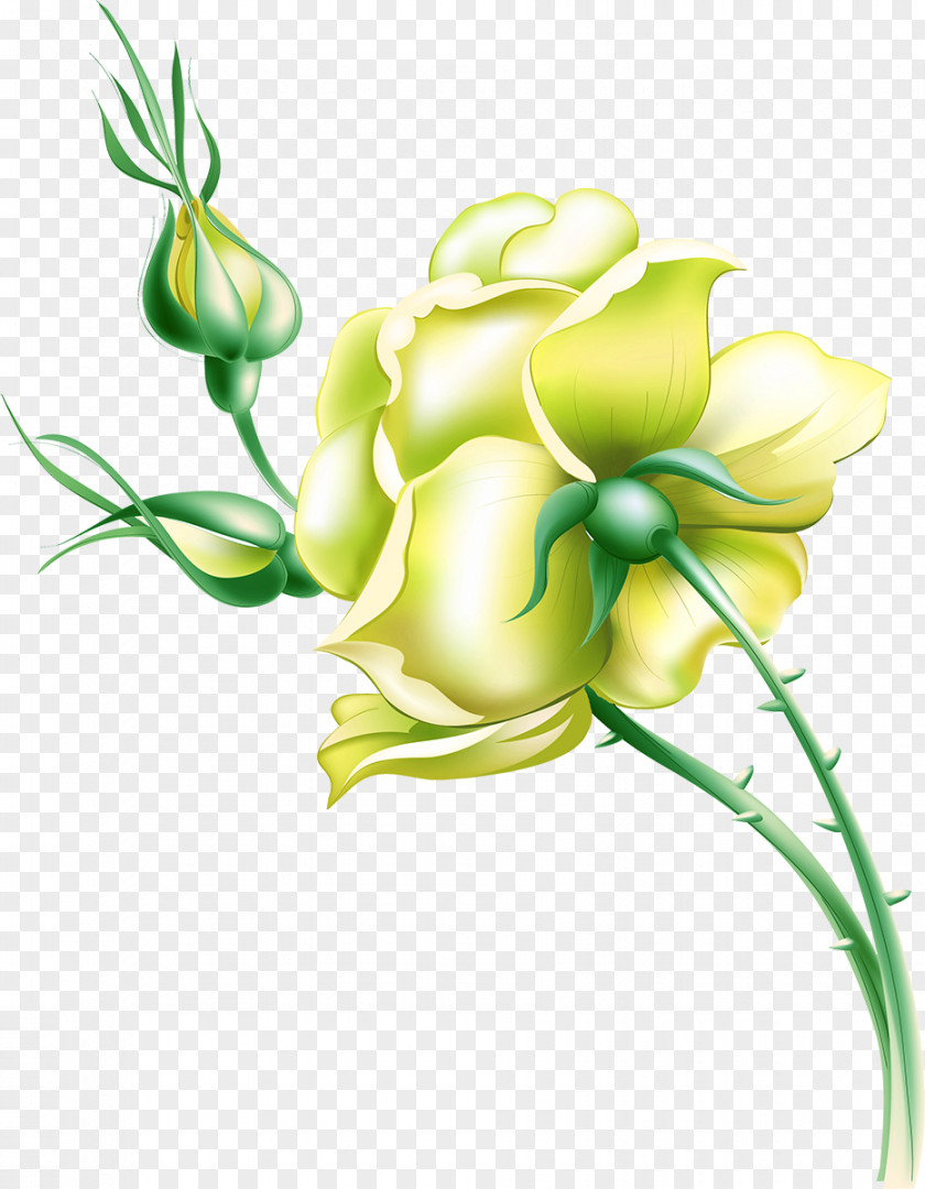 Yellow Rose Flower Drawing PNG