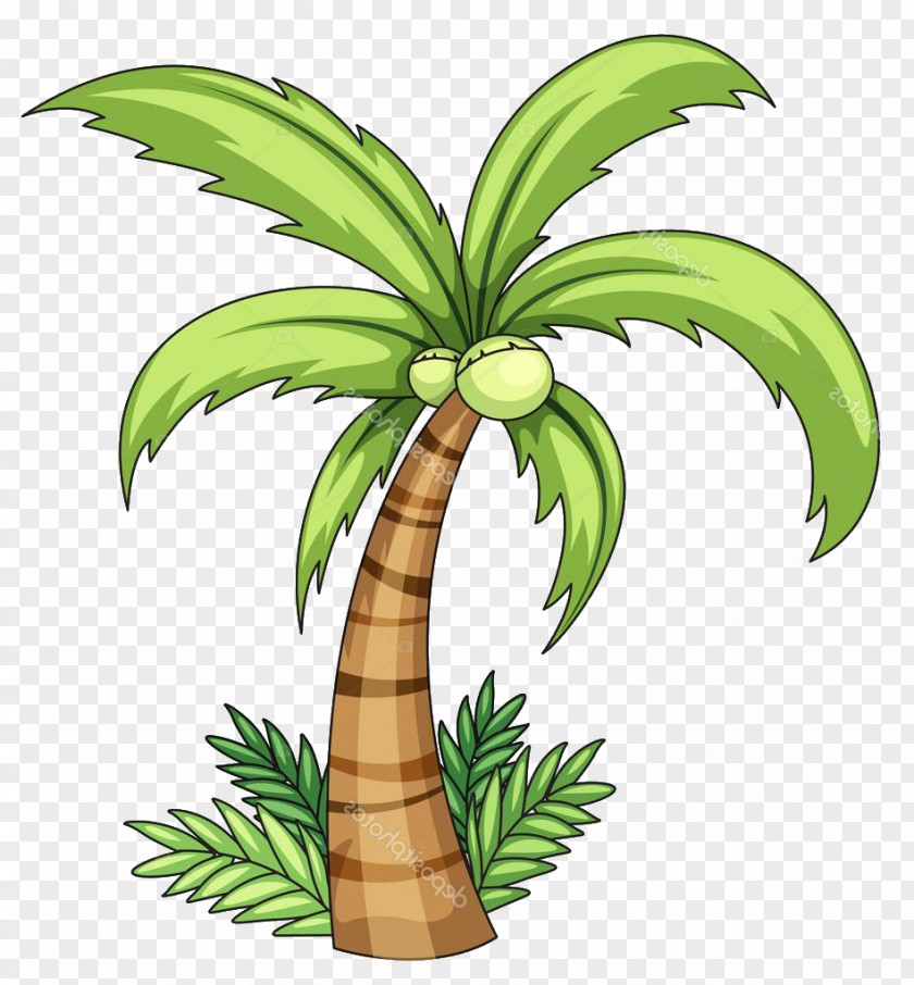 Coconut Tree Images Vector Graphics Clip Art Stock Illustration Image PNG