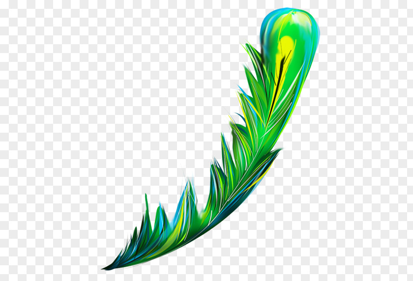 Feather Drawing Clip Art PNG
