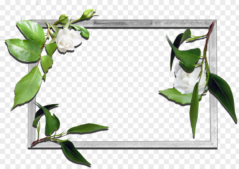 Flowers Frame Picture Frames Desktop Wallpaper PNG