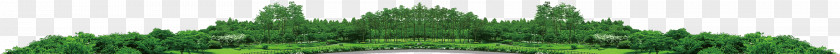 Jungle Wilderness Wheatgrass Green Tree Plant Stem PNG