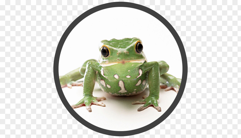 Amphibian The Frog Prince Desktop Wallpaper Animal PNG