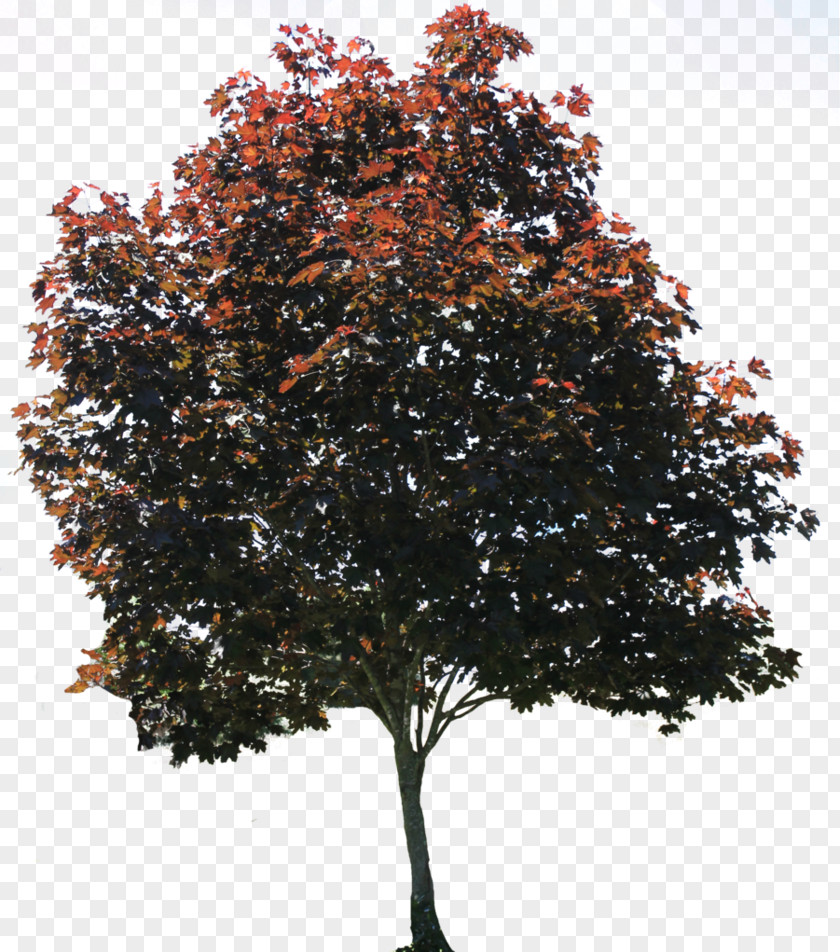 Browse And Download Tree Pictures American Sycamore Pixel PNG