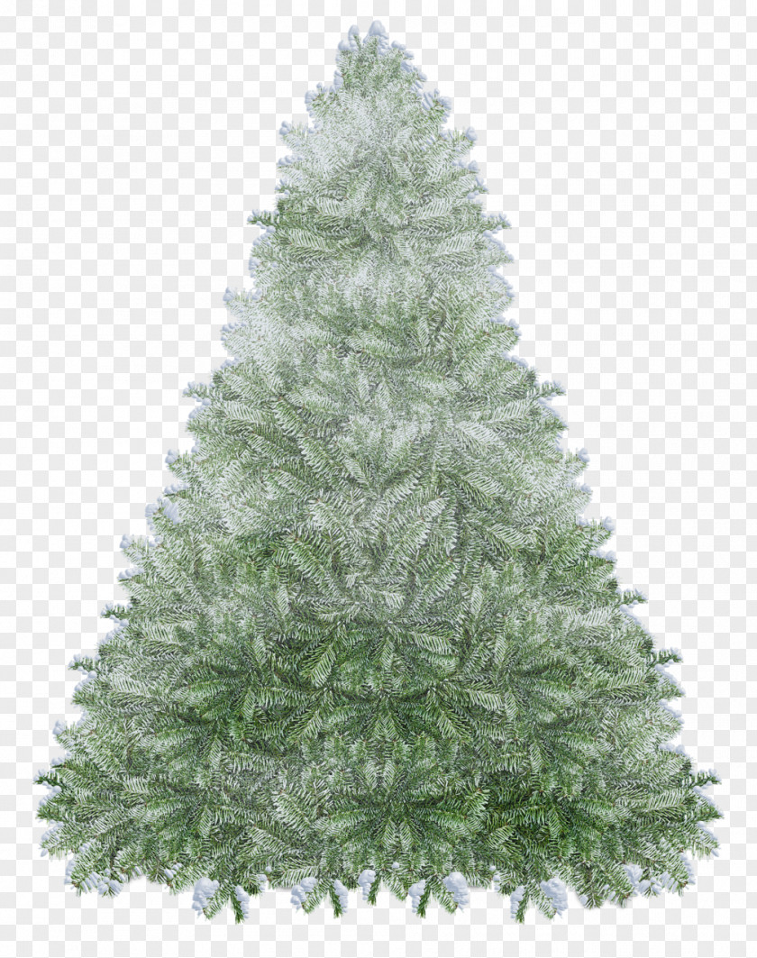 Christmas Tree Spruce Fir Decoration Evergreen PNG
