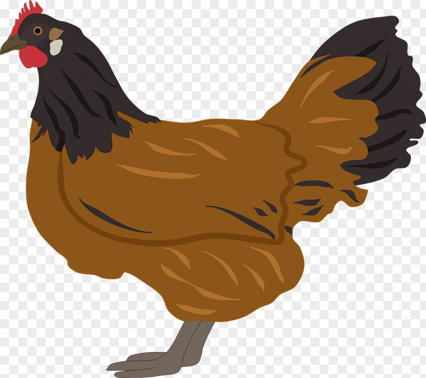 Fowl Chicken Rooster Poultry Cartoon PNG