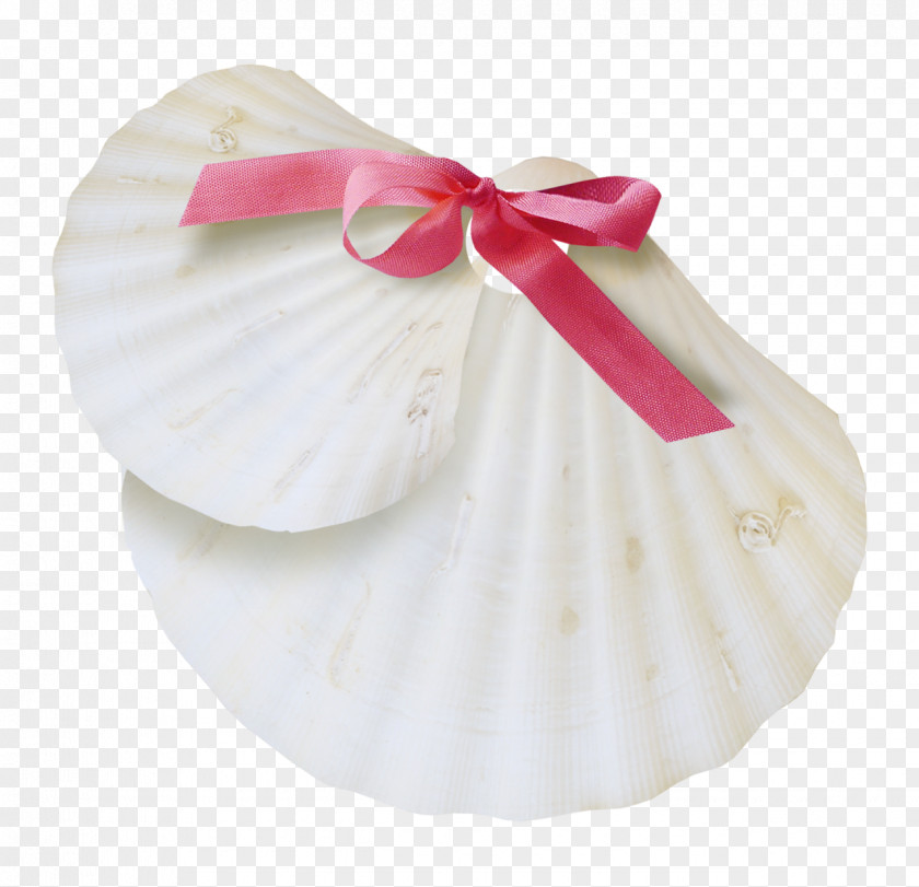 Seashell White Image Sea Snail Conch PNG