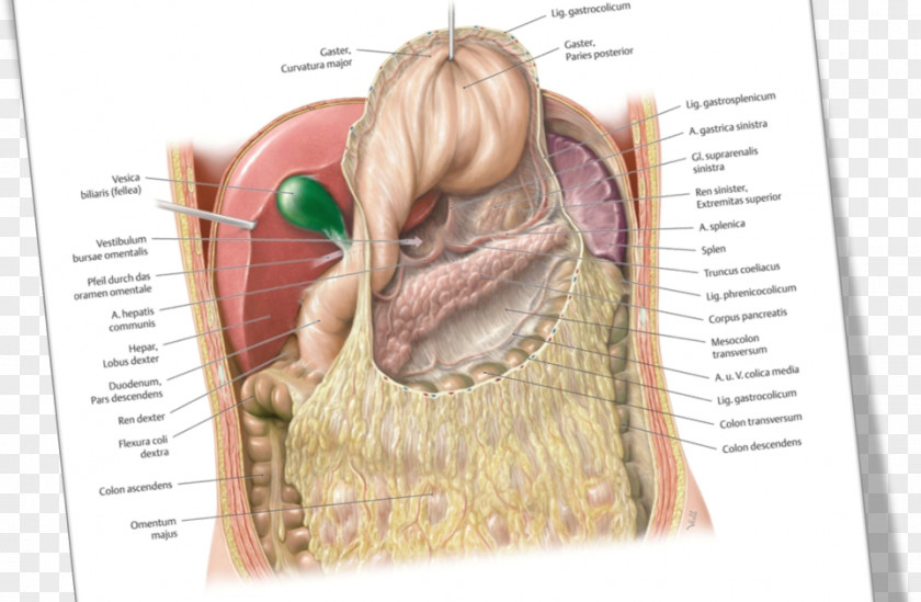 Venas Y Arterias Peritoneum Greater Omentum Lesser Sac Peritoneal Cavity Anatomy PNG