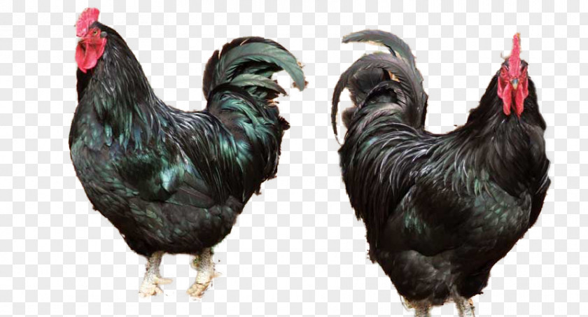 Fresh Chicken Rooster Ayam Cemani Silkie Java Broiler PNG