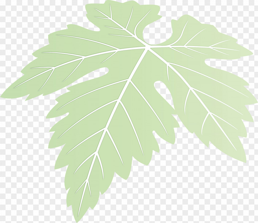 Maple Leaf PNG