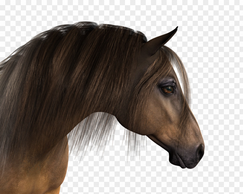 Mustang Mane Pony Stallion PNG