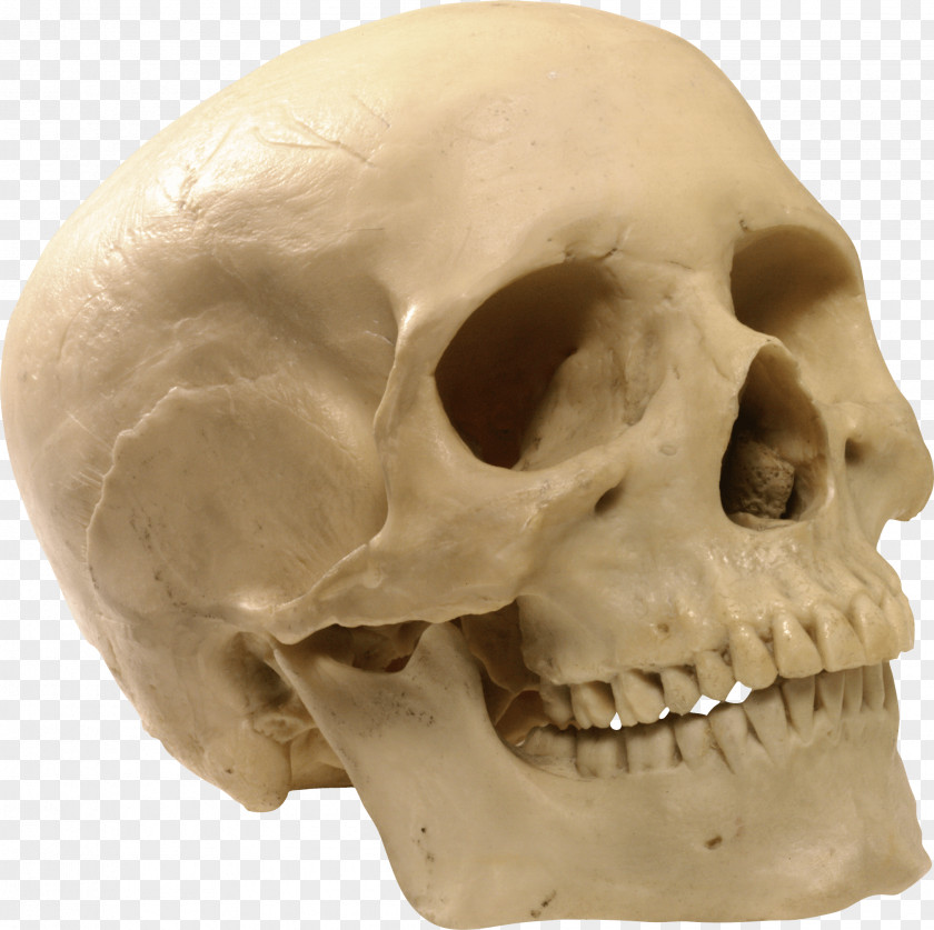 Skull Image Computer File PNG