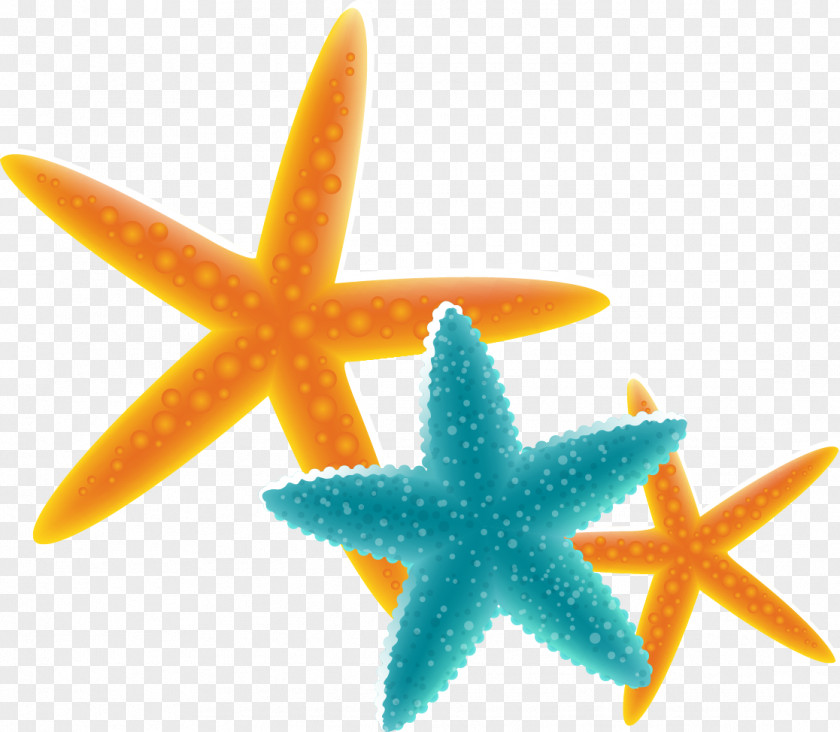 Vector Starfish Euclidean PNG