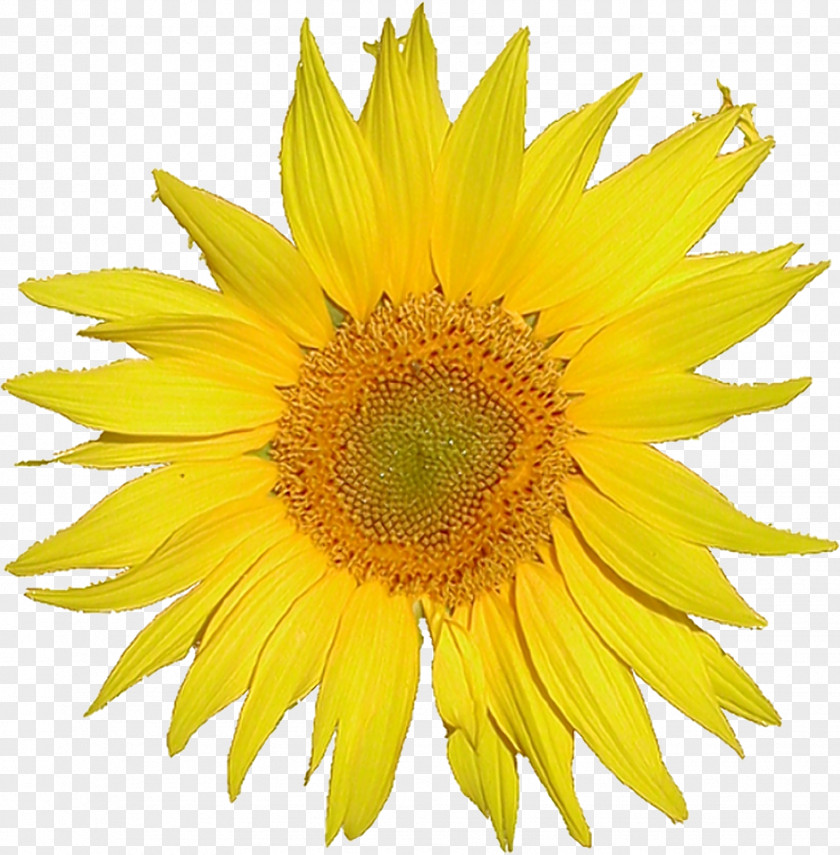 Browse And Download Sunflower Pictures MediaWiki Wikimedia Foundation GitHub PNG