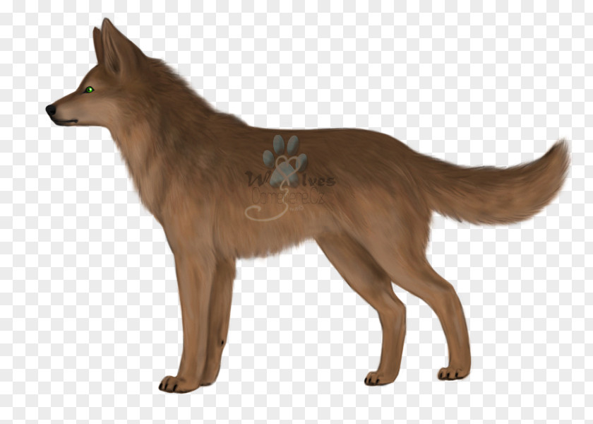 Mu Reoh Ji Anh Ni Kunming Wolfdog Saarloos Dingo Red Fox Coyote PNG