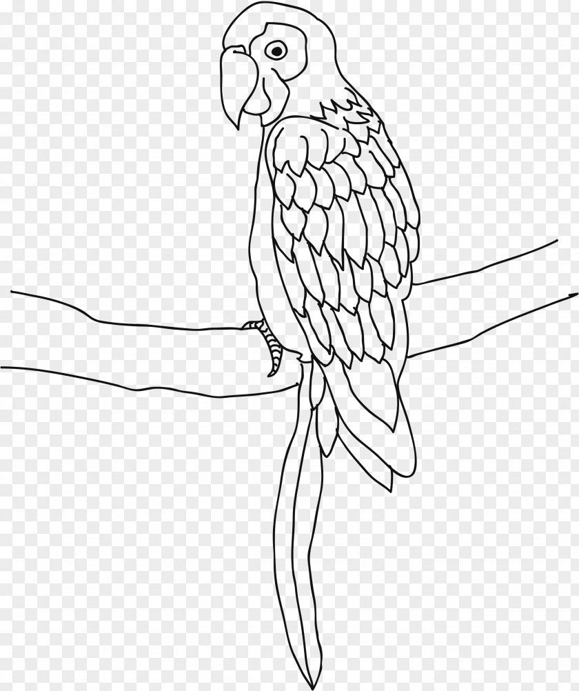 Parrot Bird Cockatiel Drawing Coloring Book PNG