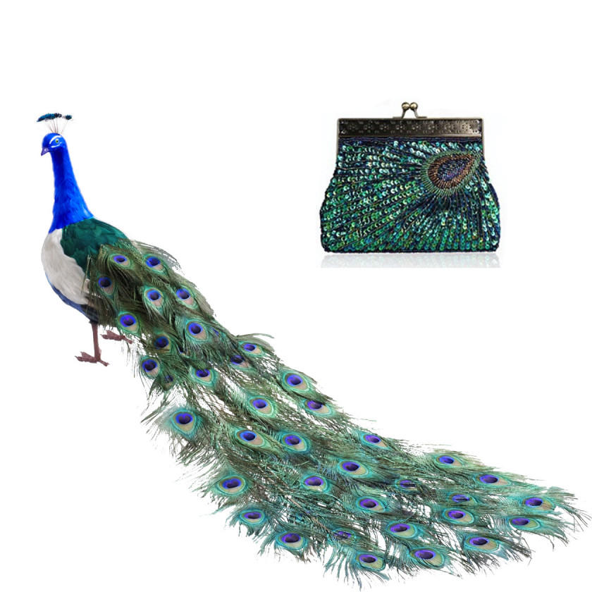 Peacock Bird Peafowl Feather Tail Parrot PNG