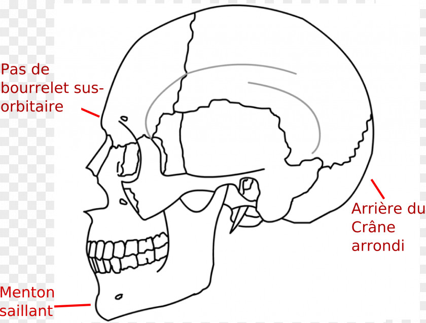 Skull Ossification Temporal Muscle Sphenoid Bone Chin PNG