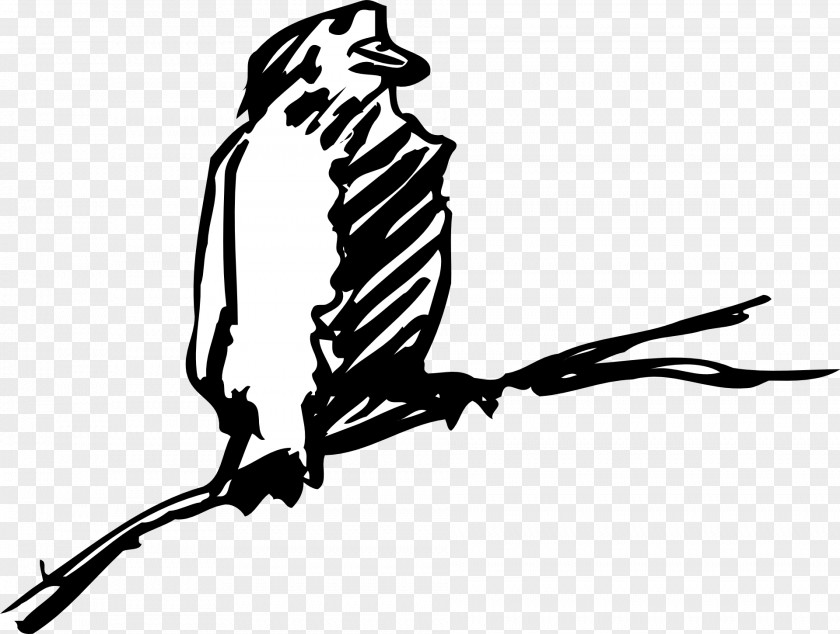 Animal Feathers Bird Beak Clip Art PNG