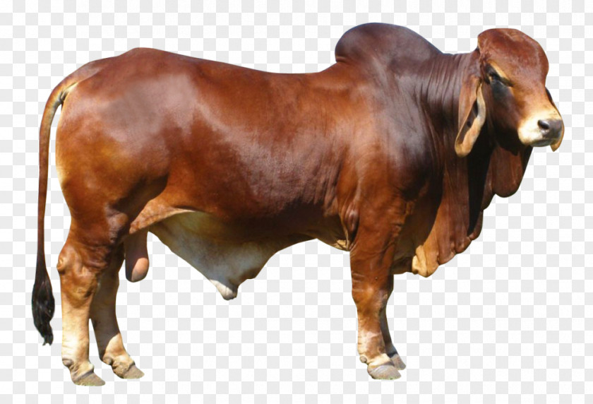 Bull Cattle Ox PNG