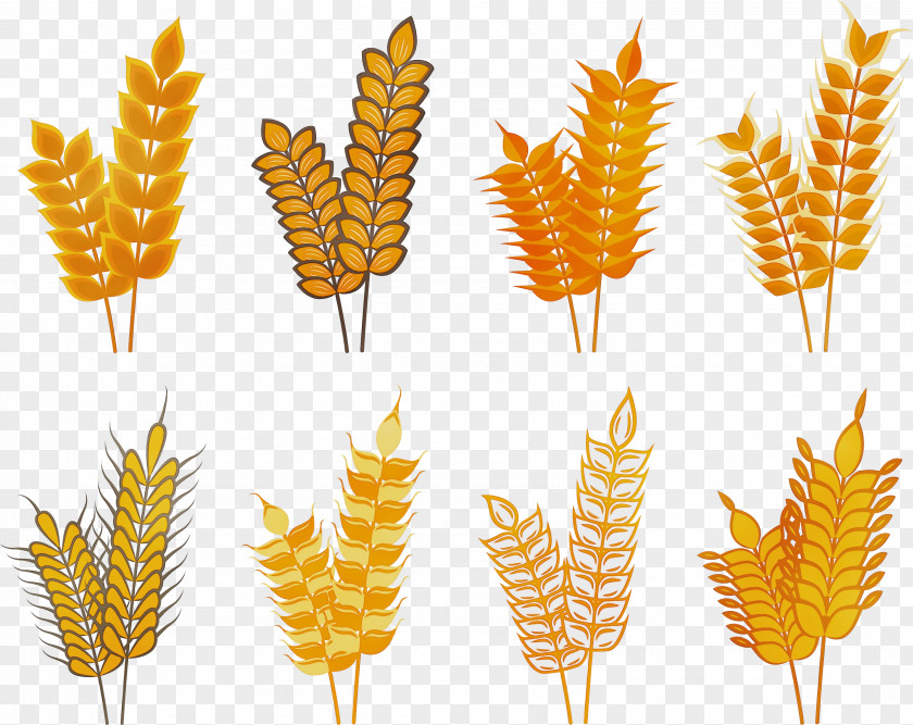 Flower Vascular Plant Grass Family Food Grain PNG