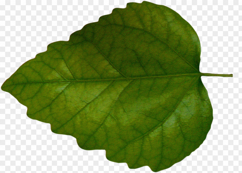 Green Leaves Leaf Clip Art PNG