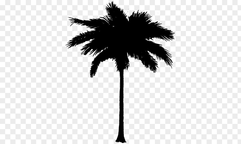 M Date Palm Leaf Plant Stem Asian Palmyra Black & White PNG
