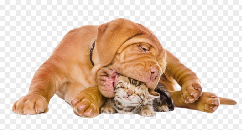 Mouthful Of Puppy And Kittens Bengal Cat Kitten Dog PNG