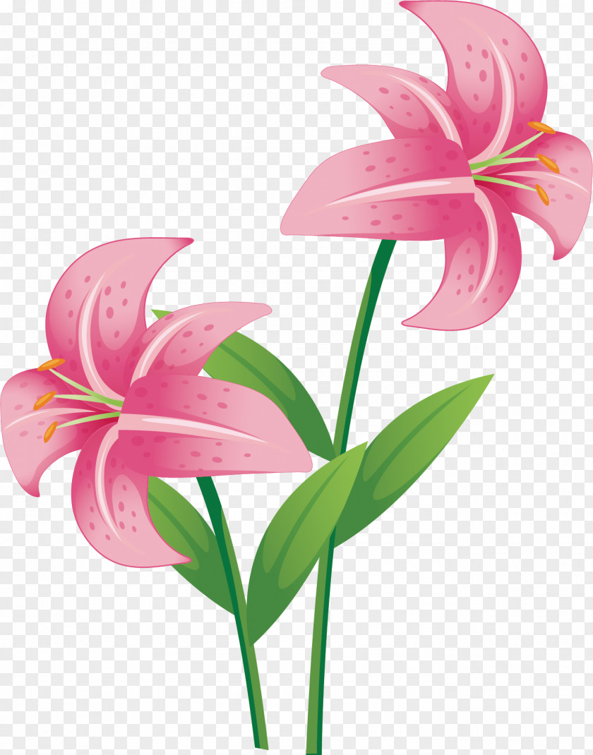 Pink Larkspur Flower Drawing Stock Photography Vector Graphics Image Illustration PNG