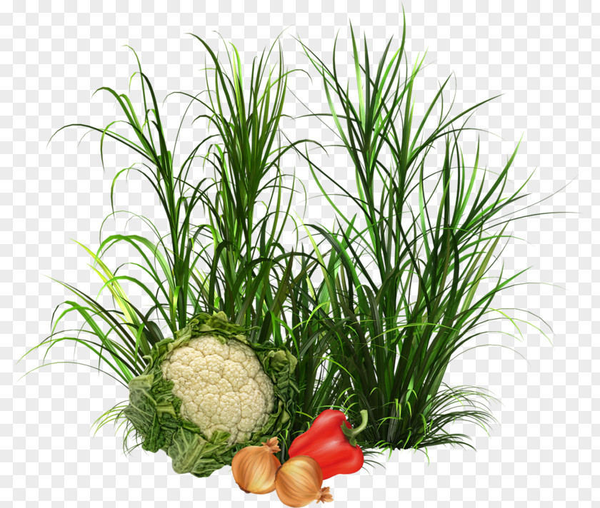 Vegetable Herb Food Drawing Image PNG