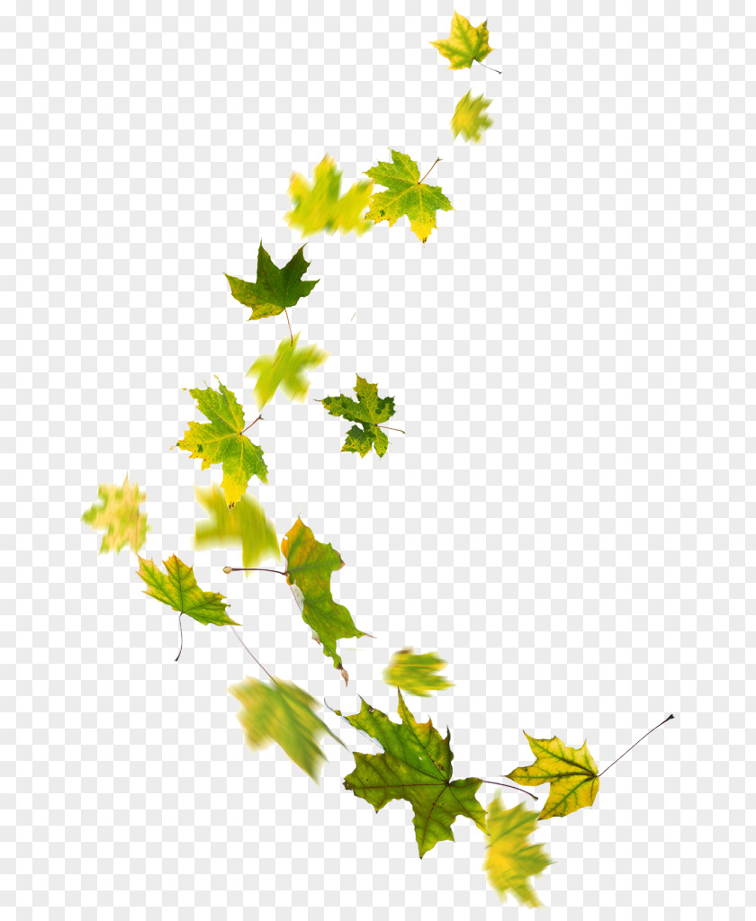 Body Bilder Plant Stem Leaf Line Flower Branching PNG