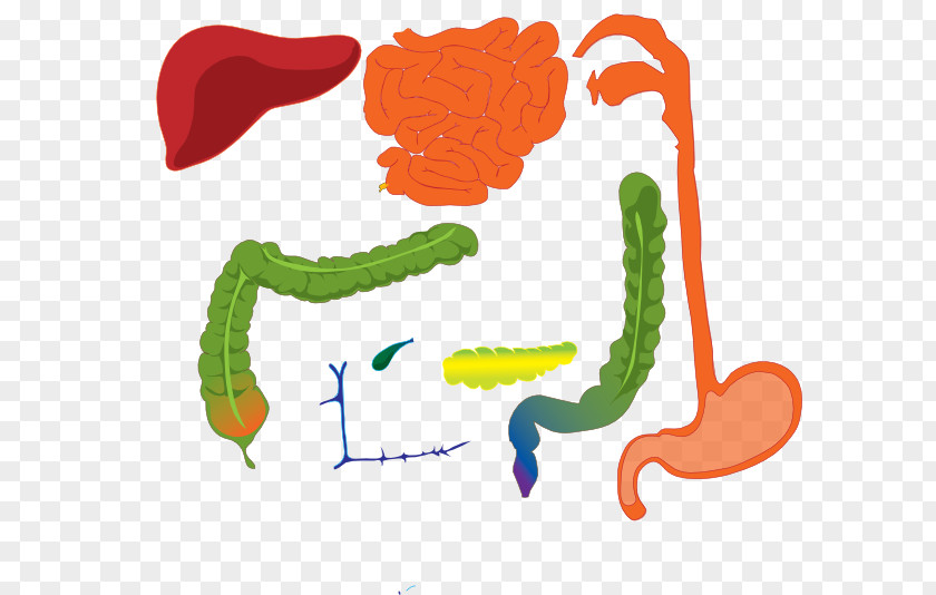 Digestive System Gastrointestinal Tract Human Digestion Body Clip Art PNG
