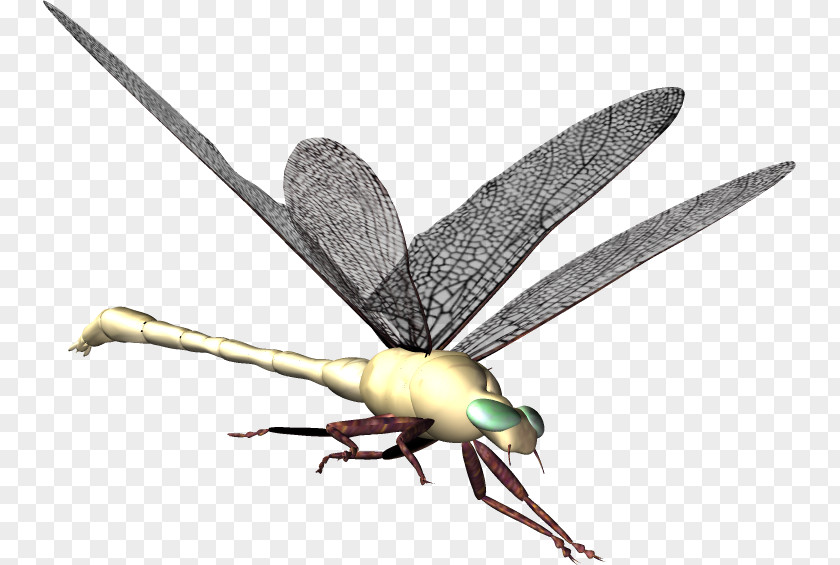 Dragonfly Insect Clip Art PNG