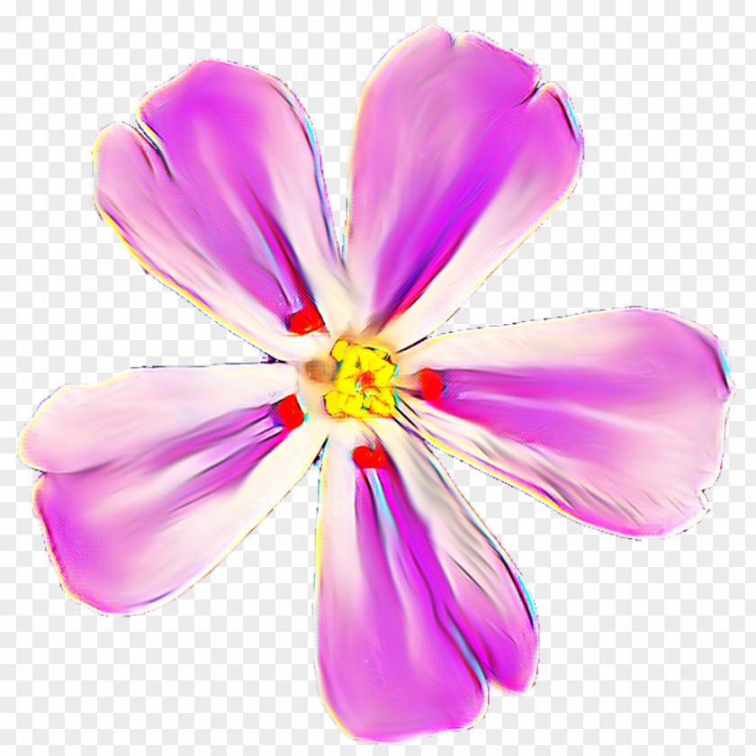 Flower Without Background Mallows Violaceae Geraniums Family M Invest D.o.o. PNG