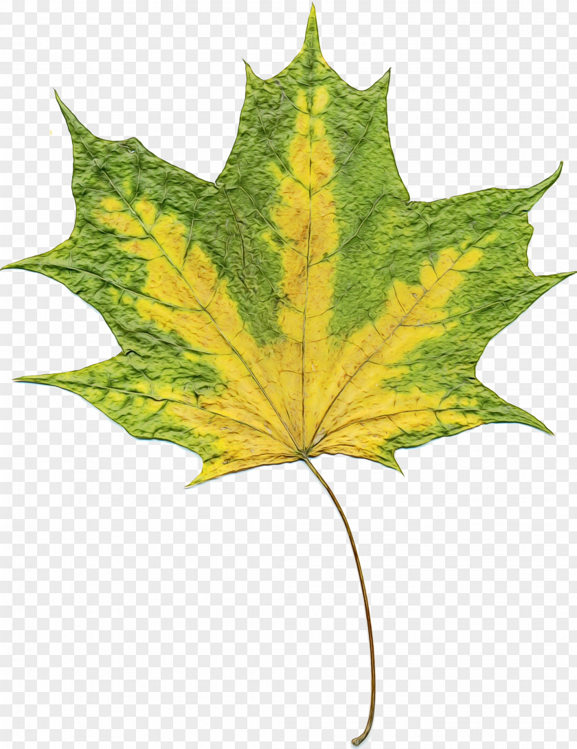 Perennial Plant Silver Maple Family Tree Background PNG